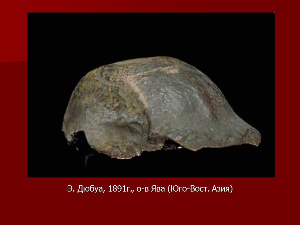 Происхождение и эволюция человека Этапы развития