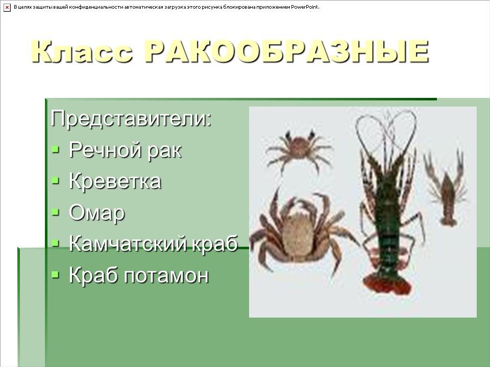 Тип членистоногие