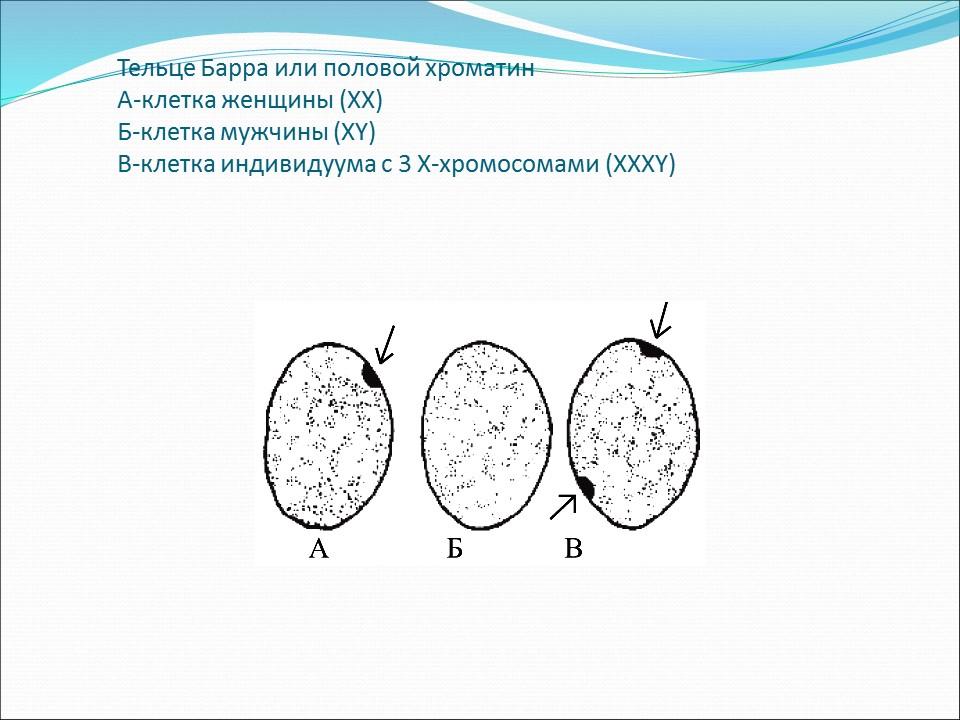 Генетика пола