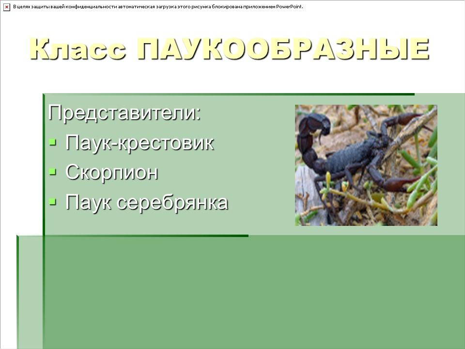 Тип членистоногие