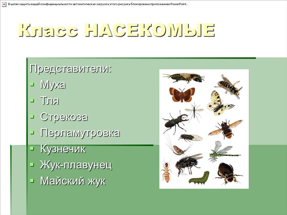 Тип членистоногие