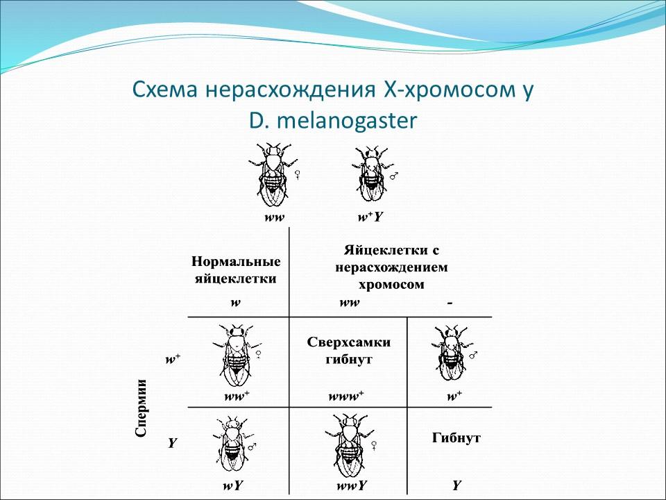 Генетика пола