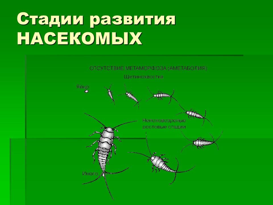 Тип членистоногие