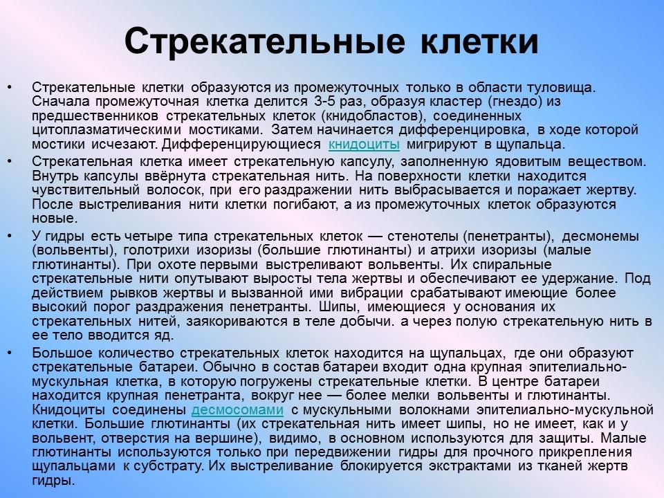 Пресноводный полип гидра