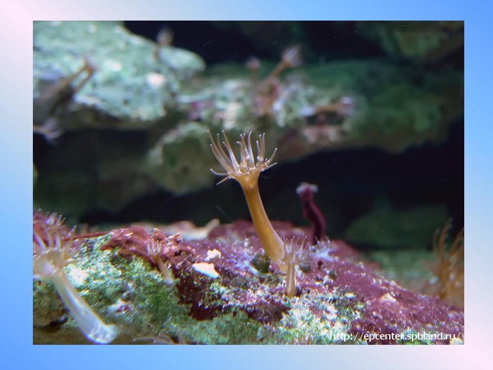 Пресноводный полип гидра