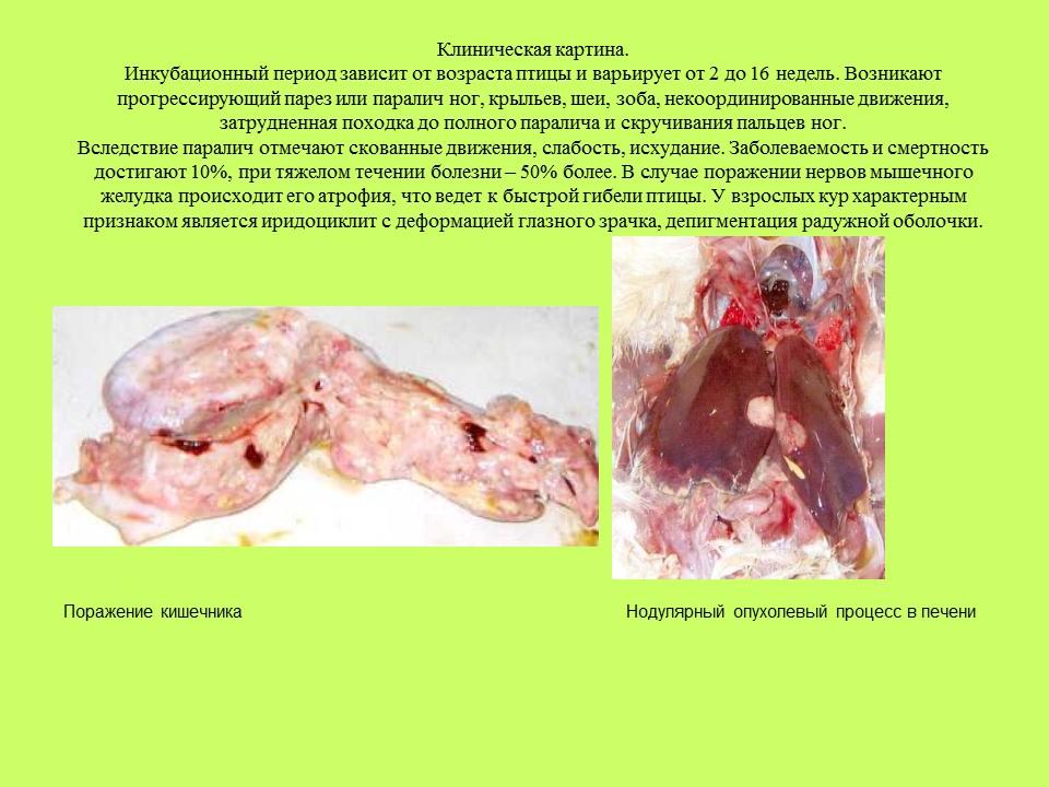 Вирусные заболевания птиц отряда куриных