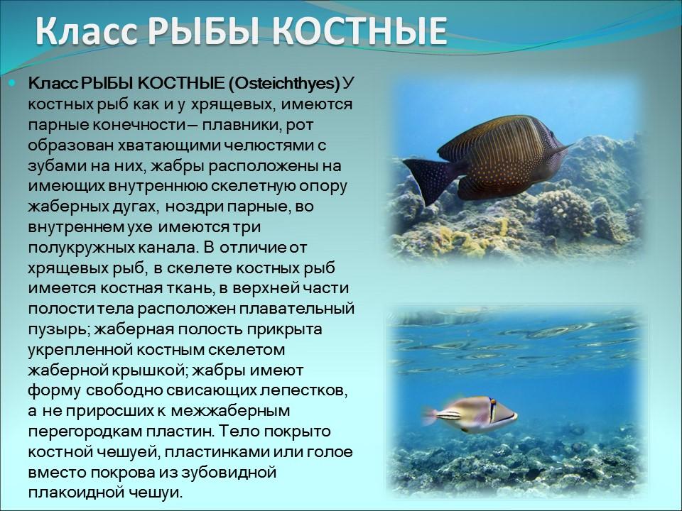 Надкласс рыбы